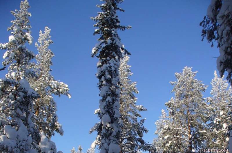 Melting Snow Enhances Carbon Dioxide Absorption in Boreal Forests