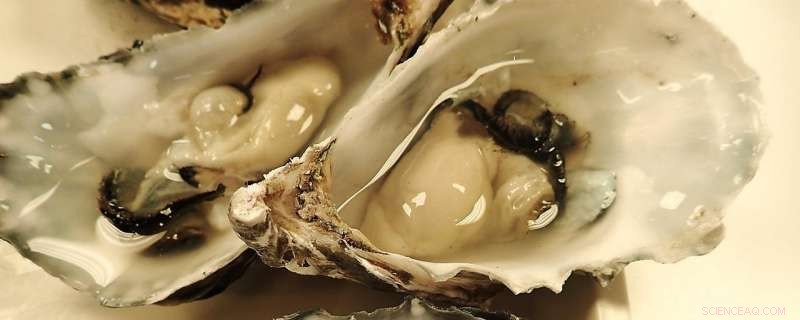 New Study Finds Future Climate Change Likely Won t Compromise Oyster Quality