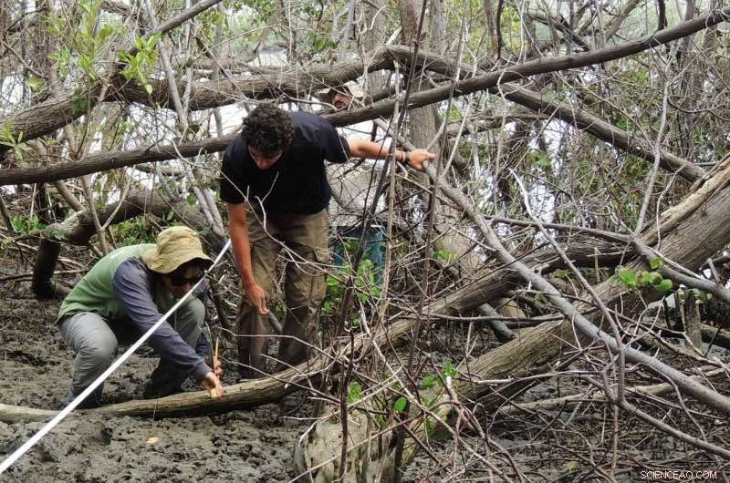 Unveiling the Role of Coastal Carbon Sinks in Climate Mitigation