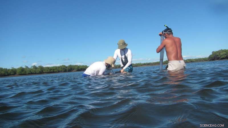 Unveiling the Role of Coastal Carbon Sinks in Climate Mitigation