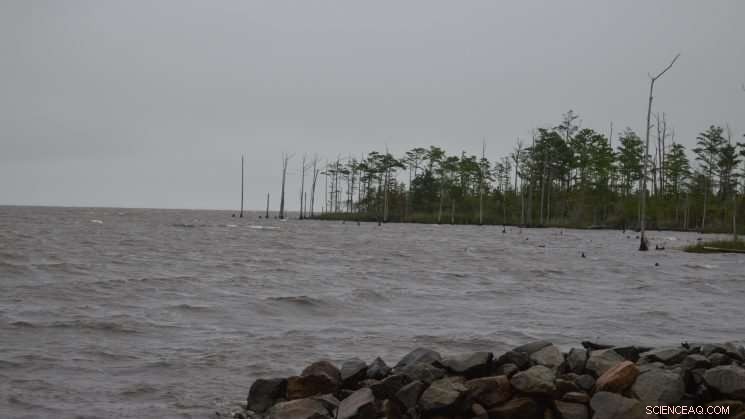 Eerie Ghost Forests Along North Carolina’s East Coast: A Scientific Exploration