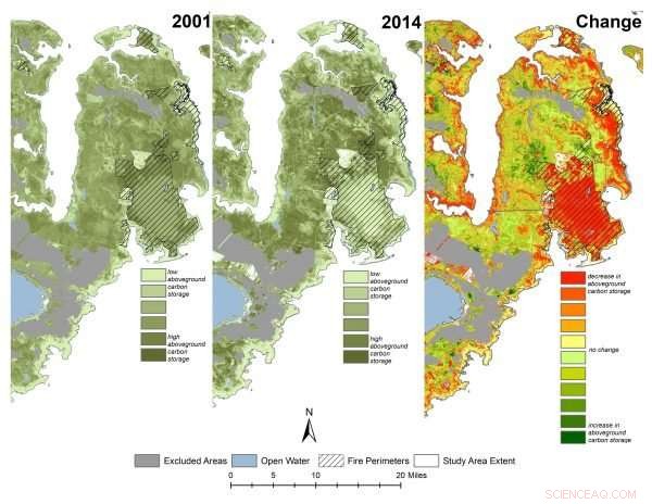 Eerie Ghost Forests Along North Carolina’s East Coast: A Scientific Exploration