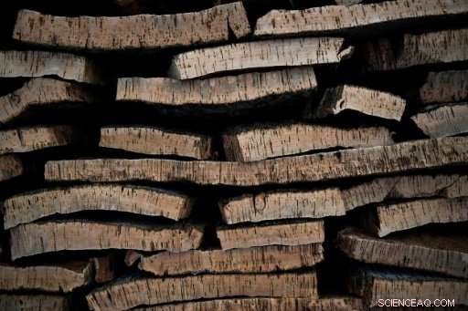 Portugal s Cork Oak Reigns Supreme Over Screwcaps