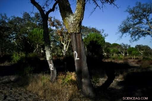 Portugal s Cork Oak Reigns Supreme Over Screwcaps