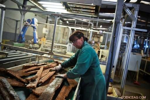 Portugal s Cork Oak Reigns Supreme Over Screwcaps