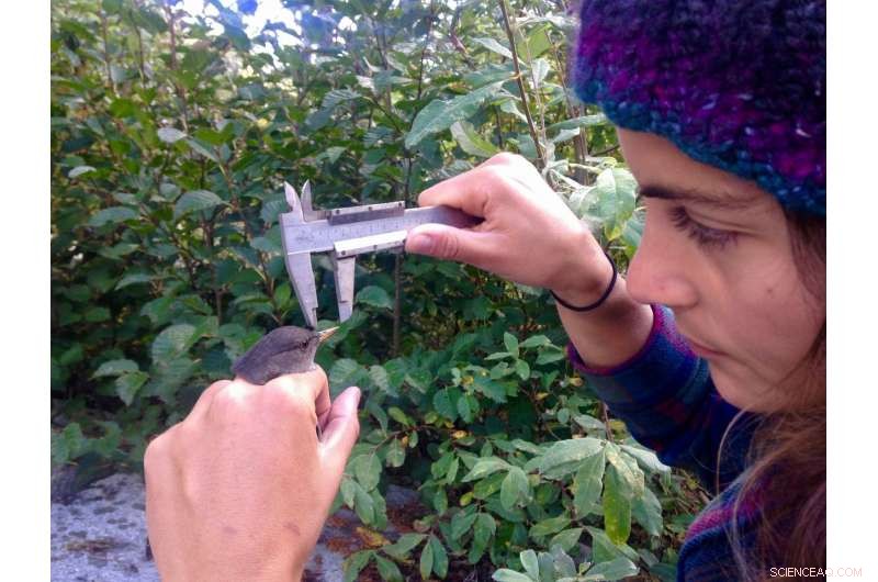 Investigating Elevated Mercury in American Dippers: The Impact of Run-of-River Dams