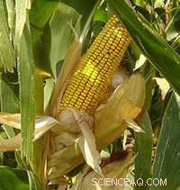 The Impact of Land Use Decisions on Crop Yield and Productivity