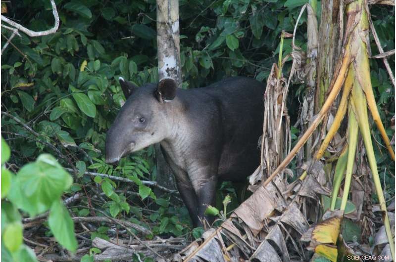 New Study Pinpoints Species Winners and Losers in Forest Fragmentation