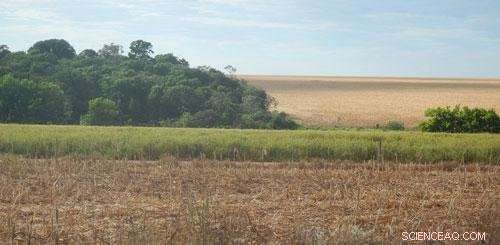 Brazil s Land Registration Program Cuts Private Deforestation, Study Finds