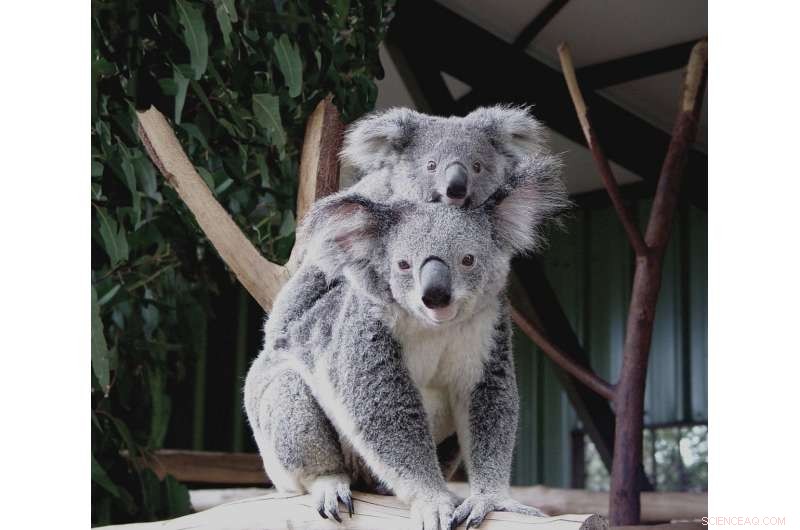 Australia’s Tourism Policies Lag Behind Climate Change Concerns