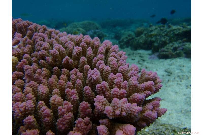 Can Corals Adapt to Rising Ocean Temperatures?