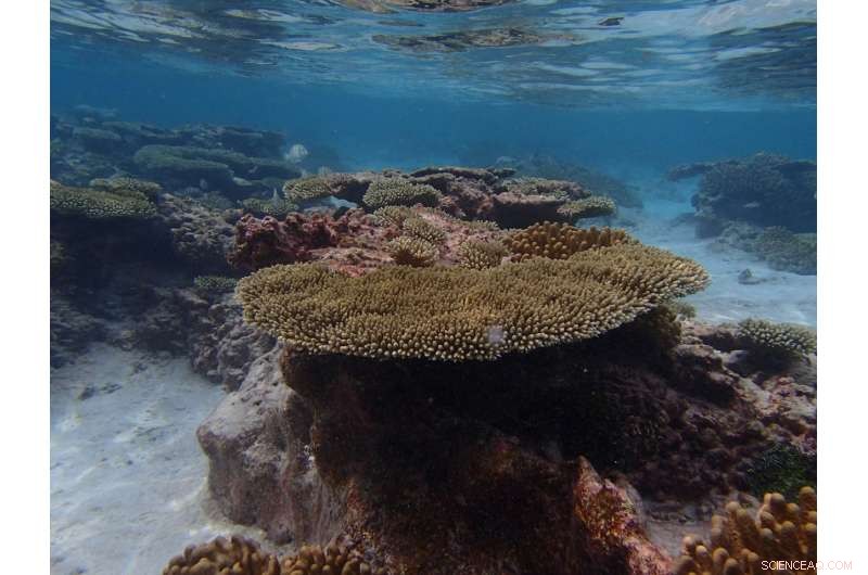 Can Corals Adapt to Rising Ocean Temperatures?