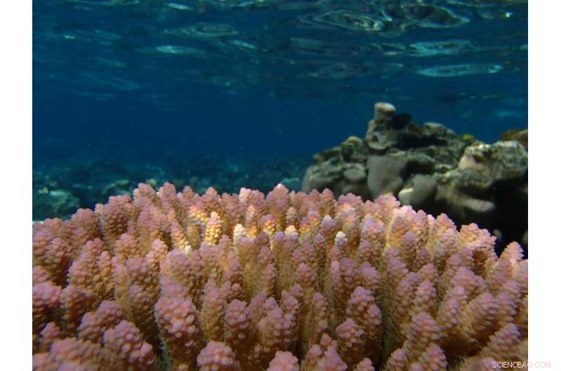 Can Corals Adapt to Rising Ocean Temperatures?