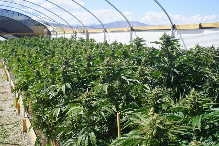 Cannabis Farming in Forests Threatens Wildlife Habitat and Erodes Ecosystems