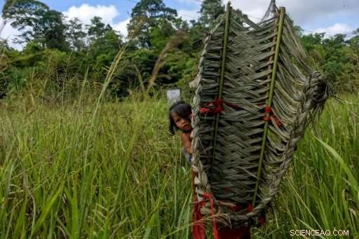 Amazon Rainforest Beer Tradition: A Tribe s Cultural Celebration
