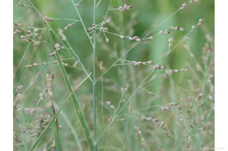 New Research Highlights Key Barrier to Expanding Bioenergy Crop Planting