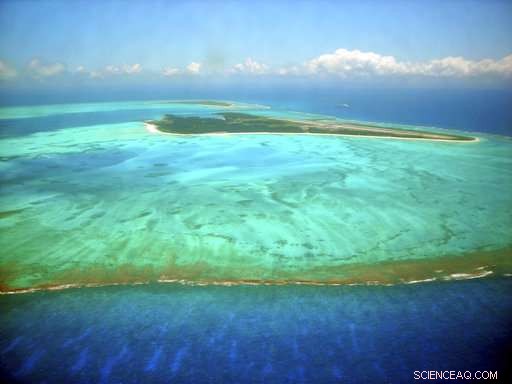 Scientists Reveal 50% of Hawaii’s Coral Reefs Bleached in 2014‑2015 Heatwaves