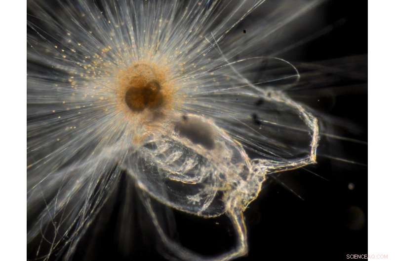 Revolutionary Study Reveals New Insights into Plankton Shell Formation and Chemistry