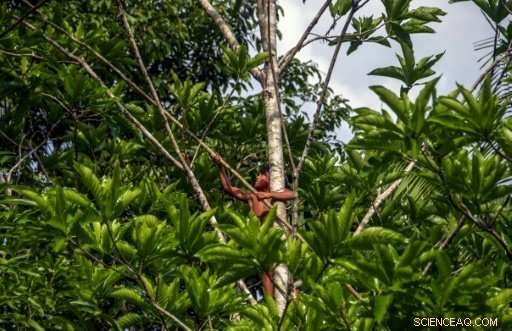 For Amazon Tribes, the Rainforest Is a Complete World