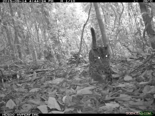 Preserving High‑Carbon Rainforests Safeguards Endangered Species