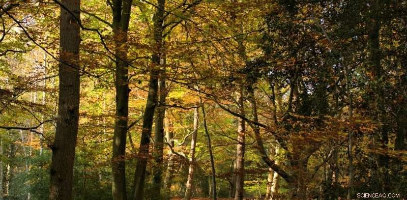 Rethinking Our Relationship with Trees: Why a New Philosophy Is Essential