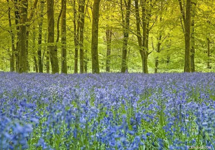 Rethinking Our Relationship with Trees: Why a New Philosophy Is Essential