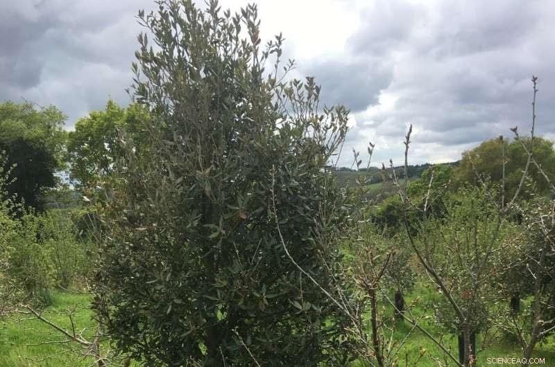 UK Successfully Cultivates Perigord Black Truffle, First Ever in Britain