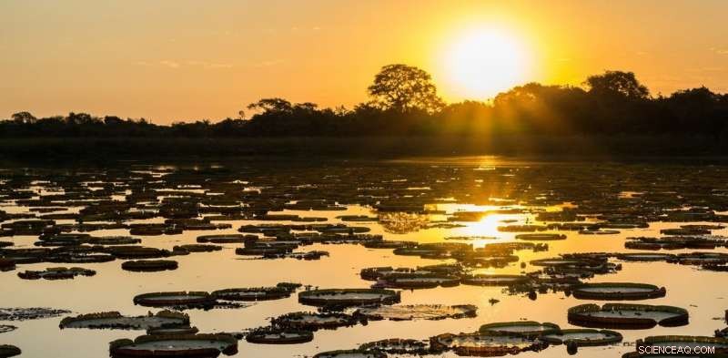 Hydroelectric Dams Threaten Brazil’s Pantanal, the World’s Largest Wetland