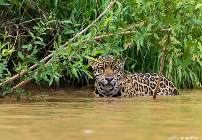 Hydroelectric Dams Threaten Brazil’s Pantanal, the World’s Largest Wetland