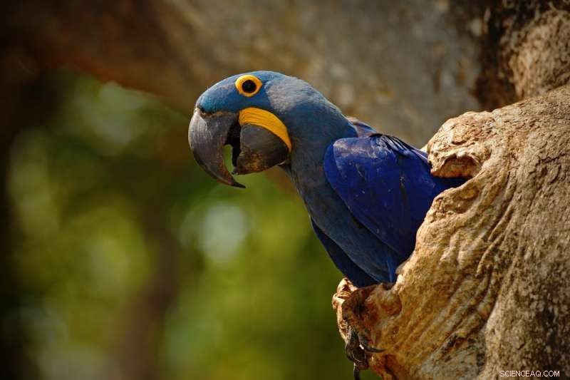 Hydroelectric Dams Threaten Brazil’s Pantanal, the World’s Largest Wetland
