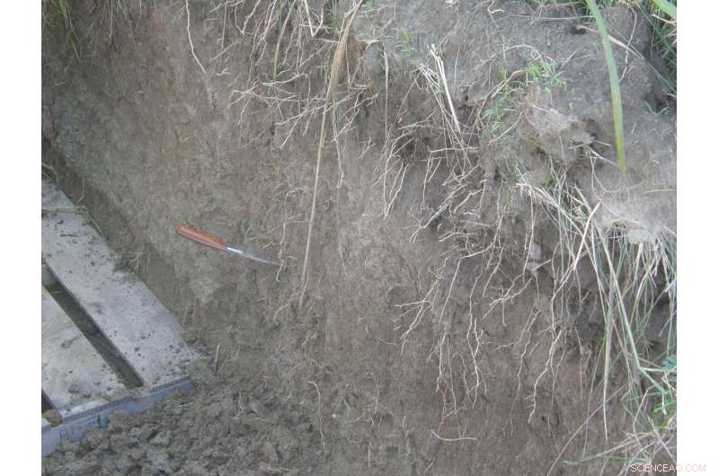 Lowering Soil Temperature: How Cover Crops Shield Soil from Extreme Heat