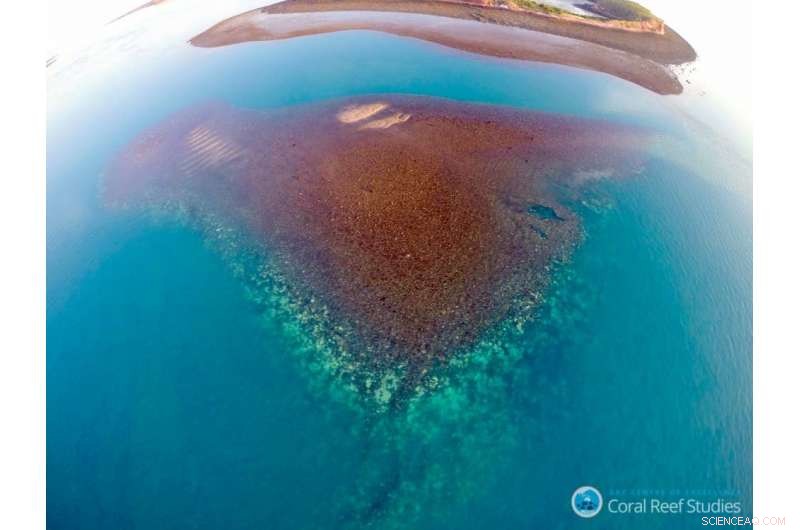 Study Reveals How Coral Bleaching Affects Western Australia s Coastal Ecosystems