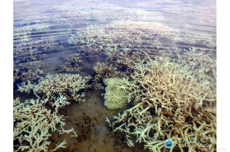Study Reveals How Coral Bleaching Affects Western Australia s Coastal Ecosystems