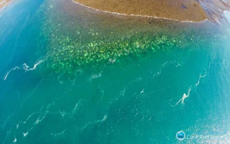 Study Reveals How Coral Bleaching Affects Western Australia s Coastal Ecosystems