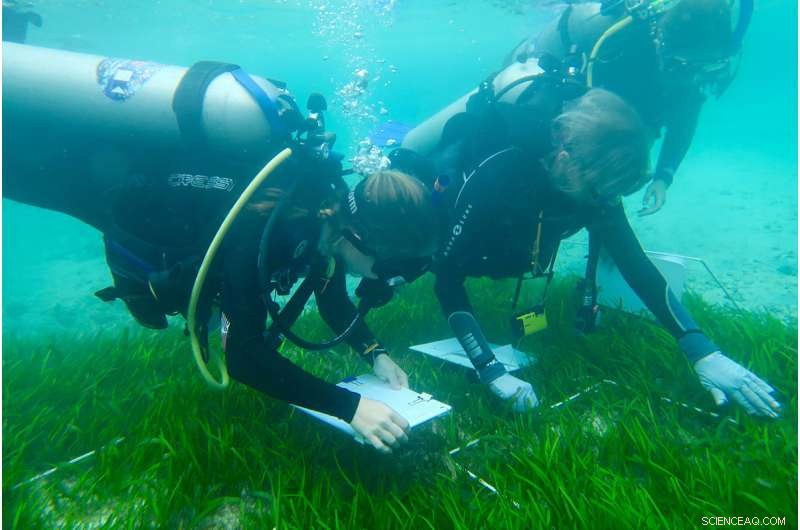 Biodiversity Boosts Seagrass Restoration: Why Multi‑Species Planting Outperforms Single‑Species Approaches