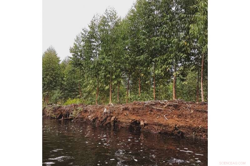 Open-Source Digital Mapping to Assess Carbon Storage in Tropical Peatlands