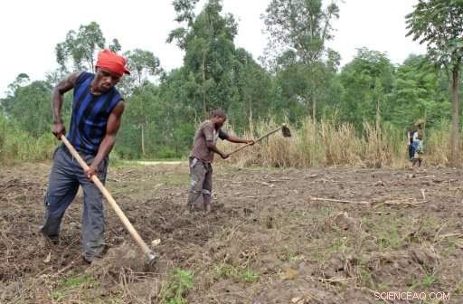Congo Peatlands: Are They a Rising Carbon Release Risk?