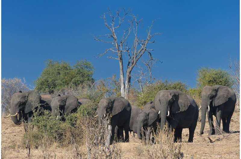 New Study Reveals Key Factors Behind Land Cover Changes in African Savannas