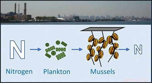 Mussels Offer a Natural Solution to Aquatic Nutrient Pollution
