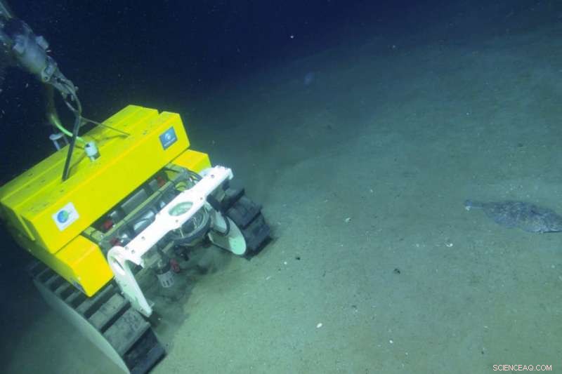 Advanced Technologies Illuminate Undersea Canyons  Climate Role