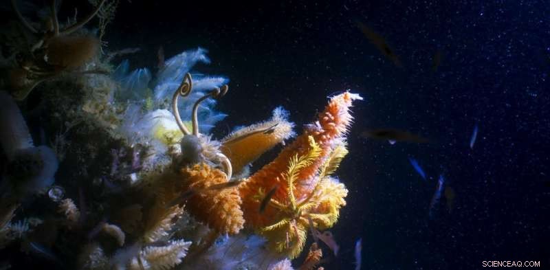 Revive Our Reverence for the Deep Ocean to Prevent Its Plunder