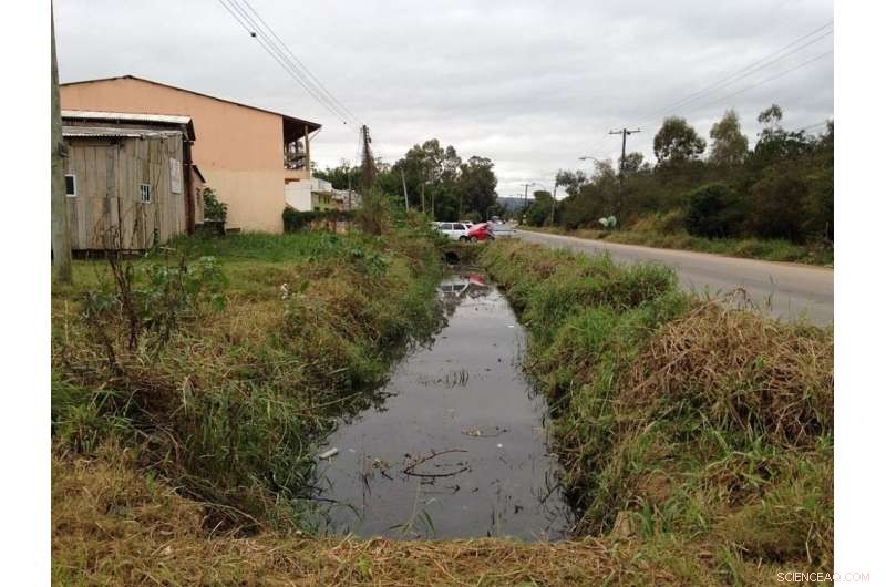 Algae: Transforming Sewage into Compost for Sustainable Waste Management