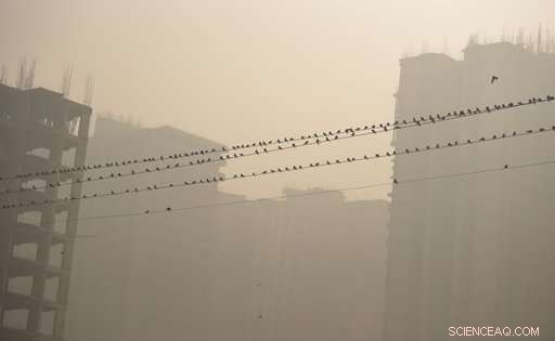 Delhi Faces Severe Air Pollution, Sparking Public Outrage