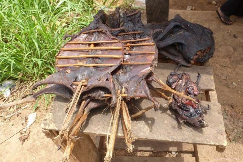 How to Prevent the Next Mass Extinction: Lessons from History