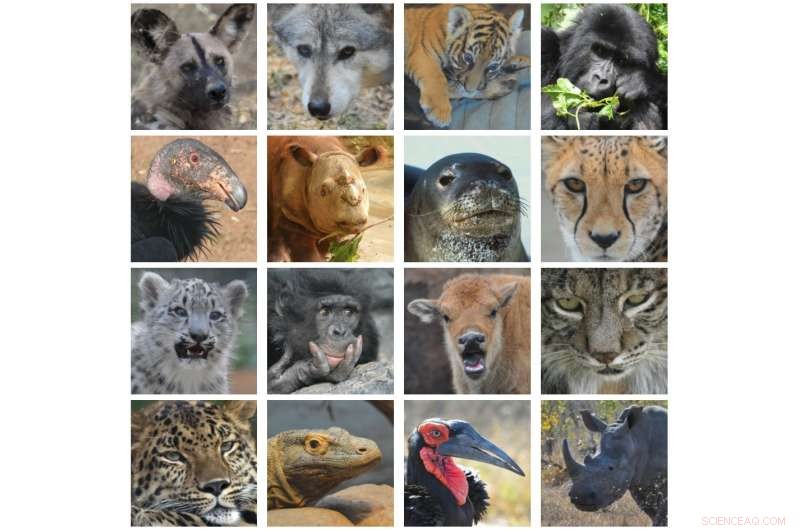 How to Prevent the Next Mass Extinction: Lessons from History