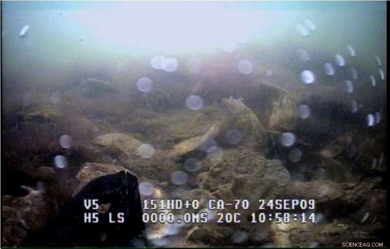 New Study Pinpoints Critical Threshold for Successful Oyster Reef Restoration