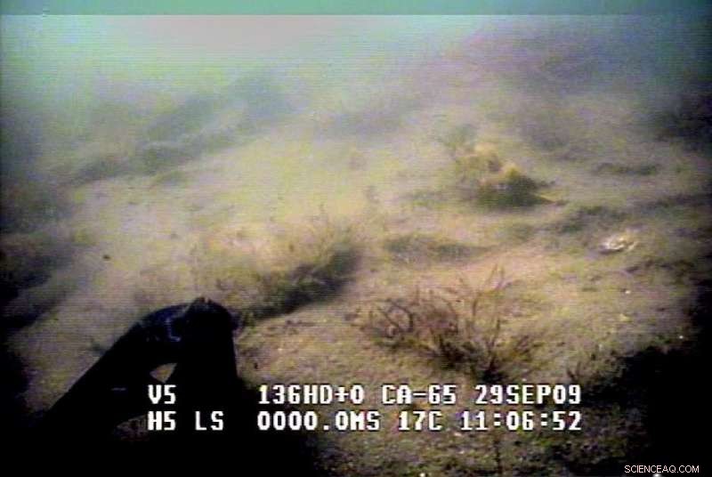 New Study Pinpoints Critical Threshold for Successful Oyster Reef Restoration