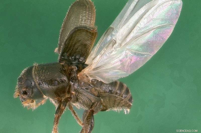 Managing Forest Pests in the Anthropocene: Applying Theoretical Insights