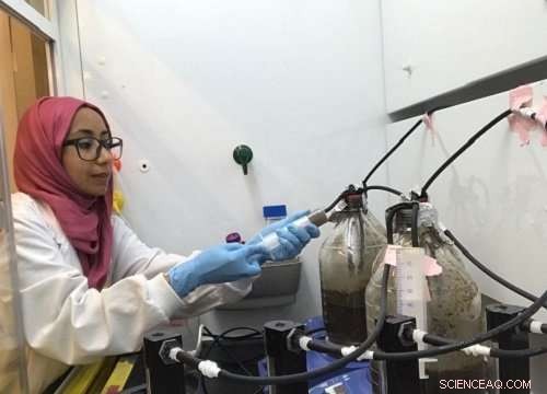 Harnessing Sunlight to Eradicate E. coli in Wastewater