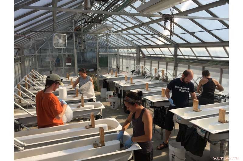 Impact of Low‑Dose, Continuous Pharmaceutical & Personal Care Product Pollution on Aquatic Life